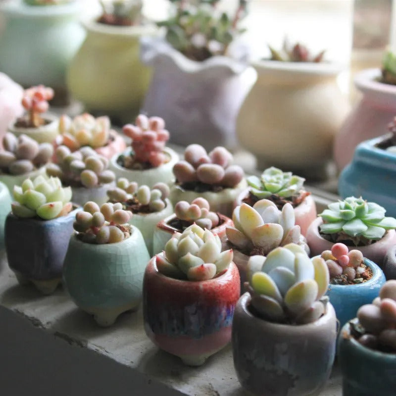 MINICACTA – Mini Ceramic Succulent Pot Set