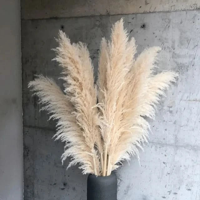 MEADOWHAVEN – Dried Pampas Grass for Timeless Decorative Character