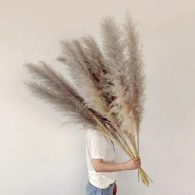 MEADOWHAVEN – Dried Pampas Grass for Timeless Decorative Character
