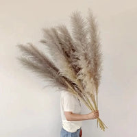 MEADOWHAVEN – Dried Pampas Grass for Timeless Decorative Character