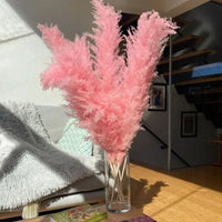 MEADOWHAVEN – Dried Pampas Grass for Timeless Decorative Character