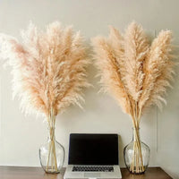 MEADOWHAVEN – Dried Pampas Grass for Timeless Decorative Character