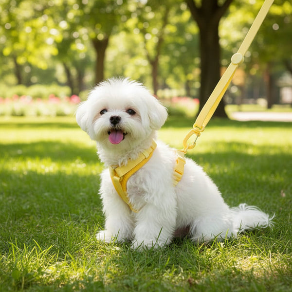PAWGLEAM – Harnais réfléchissant pour animaux avec laisse