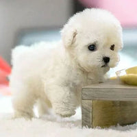 Interactive Plush Dog Toy with Gentle Movements for Kids - Soft Cuddly Companion 3