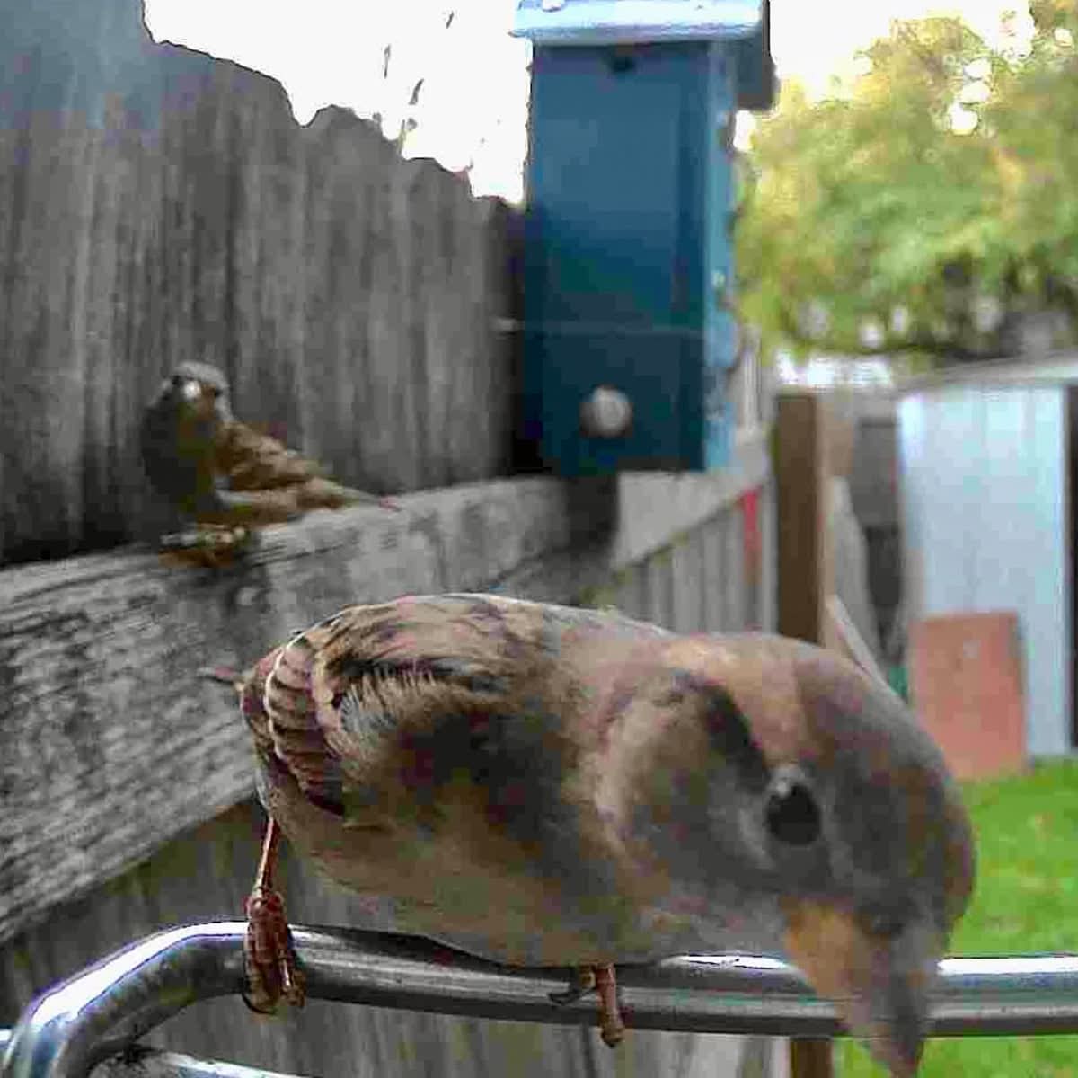 AVIASCOUT – Solar Smart Bird Feeder Camera for Everyday Wildlife Watching