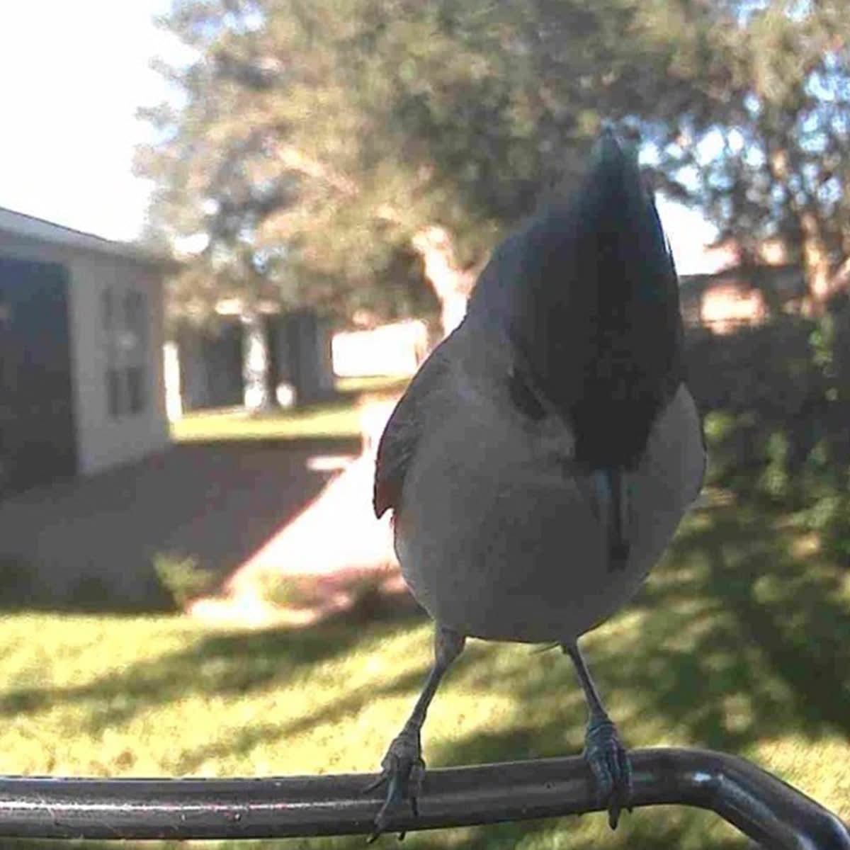 AVIASCOUT – Solar Smart Bird Feeder Camera for Everyday Wildlife Watching