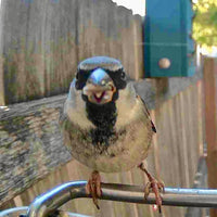 AVIASCOUT – Solar Smart Bird Feeder Camera for Everyday Wildlife Watching