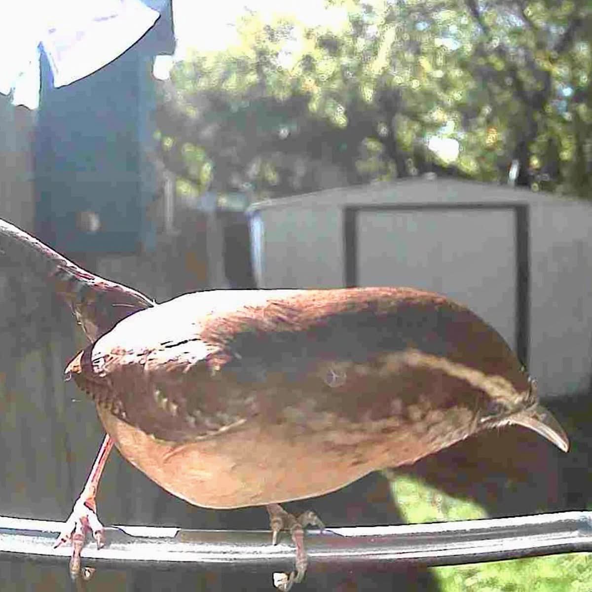 AVIASCOUT – Solar Smart Bird Feeder Camera for Everyday Wildlife Watching
