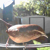 AVIASCOUT – Solar Smart Bird Feeder Camera for Everyday Wildlife Watching