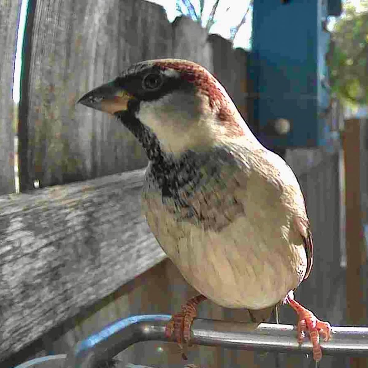 AVIASCOUT – Solar Smart Bird Feeder Camera for Everyday Wildlife Watching