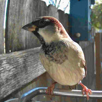 AVIASCOUT – Solar Smart Bird Feeder Camera for Everyday Wildlife Watching