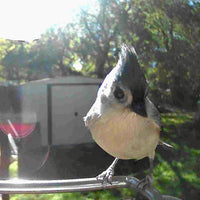 AVIASCOUT – Solar Smart Bird Feeder Camera for Everyday Wildlife Watching